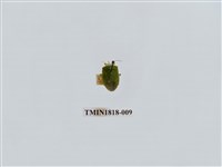 藏品(水稻害蟲)的圖片